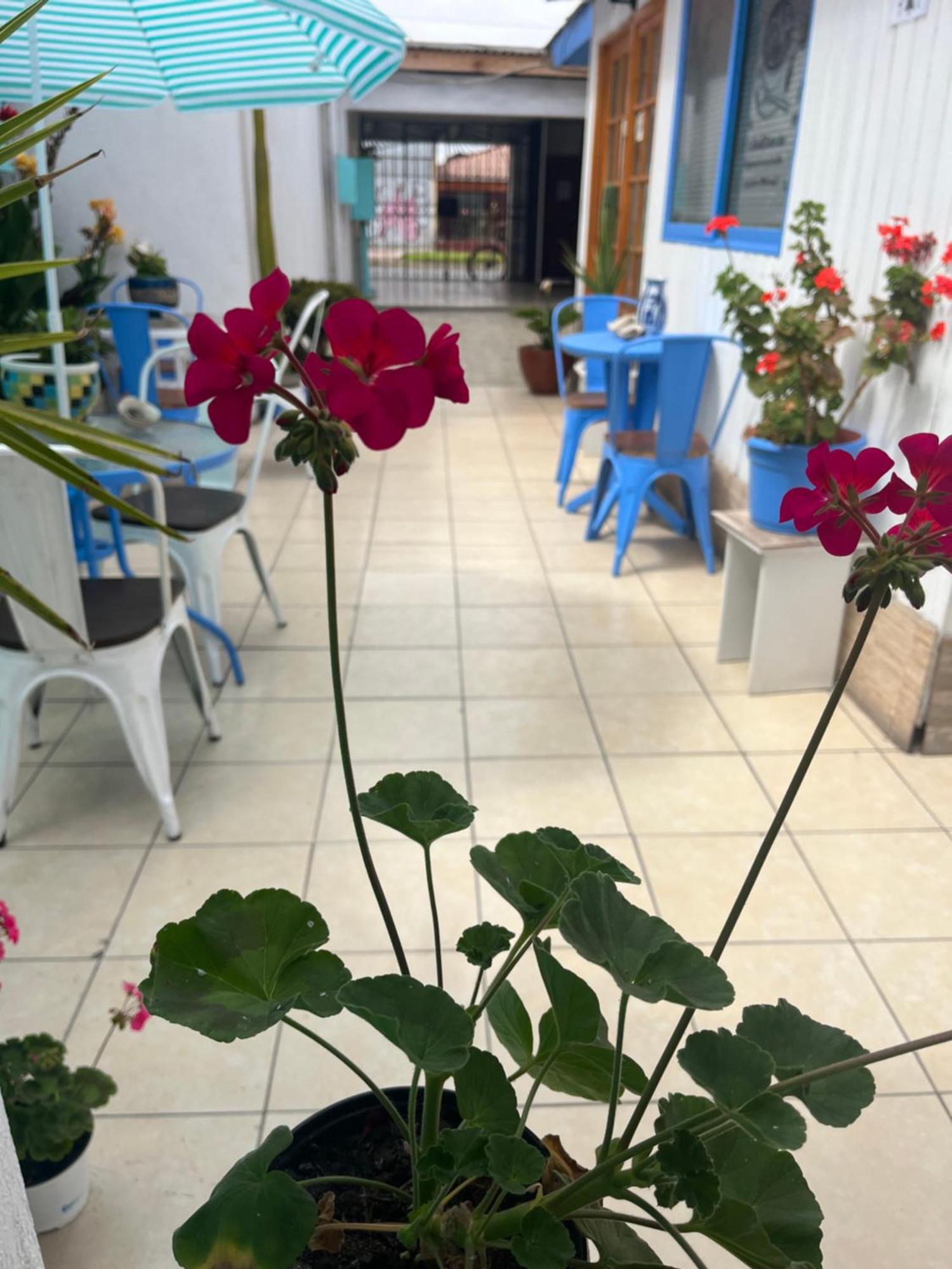 لا سيرينا Hostal Avenue المظهر الخارجي الصورة